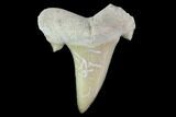 1 LB Partial Fossil Shark Teeth - 1,000+ pieces - Photo 2